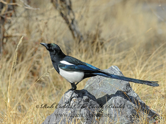 Pica hudsonia  BLACK-BILLED MAGPIE 3016449 copy