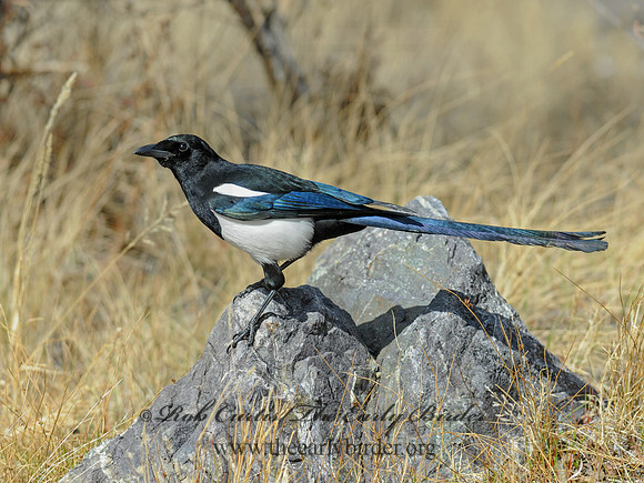 Pica hudsonia  BLACK-BILLED MAGPIE 3016448 copy