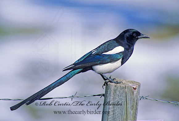 Pica hudsonia  BLACK-BILLED MAGPIE 103409