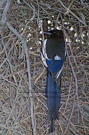 Pica hudsonia  BLACK-BILLED MAGPIE 144502