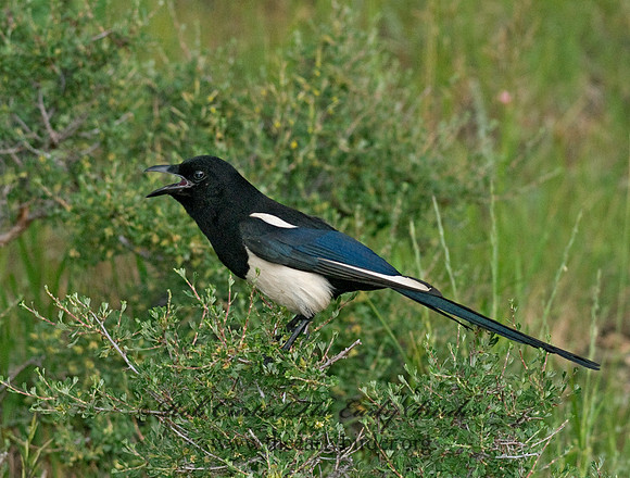 Pica hudsonia  BLACK-BILLED MAGPIE 6027549