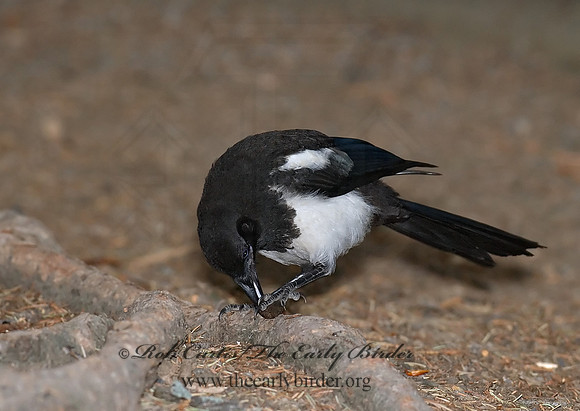 Pica hudsonia  BLACK-BILLED MAGPIE 6027607