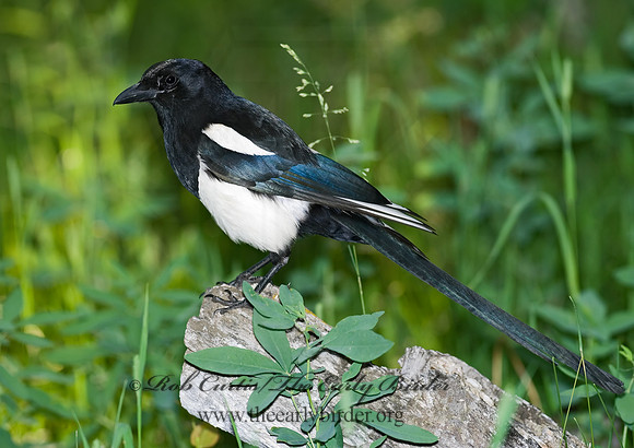 Pica hudsonia  BLACK-BILLED MAGPIE 6027628