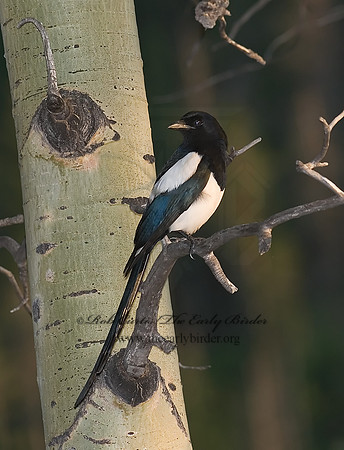 Pica hudsonia  BLACK-BILLED MAGPIE 6027640