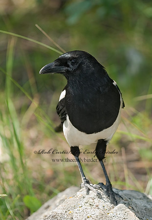 Pica hudsonia  BLACK-BILLED MAGPIE 6027791