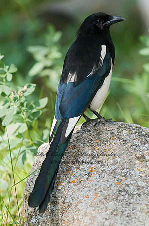 Pica hudsonia  BLACK-BILLED MAGPIE 6027785