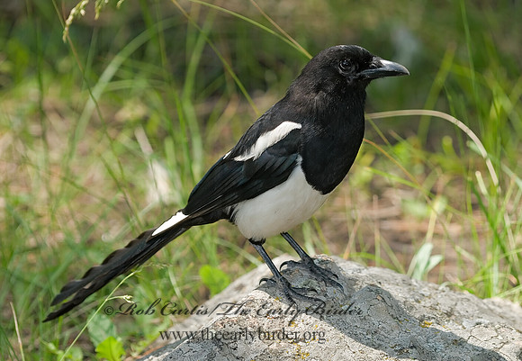 Pica hudsonia  BLACK-BILLED MAGPIE 6027793