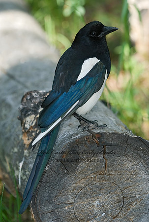 Pica hudsonia  BLACK-BILLED MAGPIE 6027804