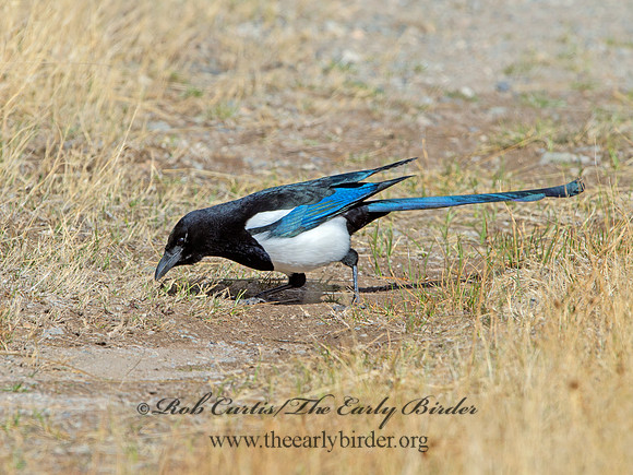 Pica hudsonia  BLACK-BILLED MAGPIE 9054631