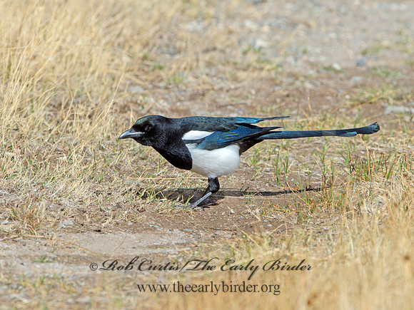 Pica hudsonia  BLACK-BILLED MAGPIE 9054633