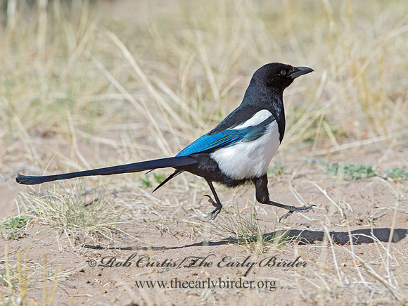 Pica hudsonia  BLACK-BILLED MAGPIE 9054625