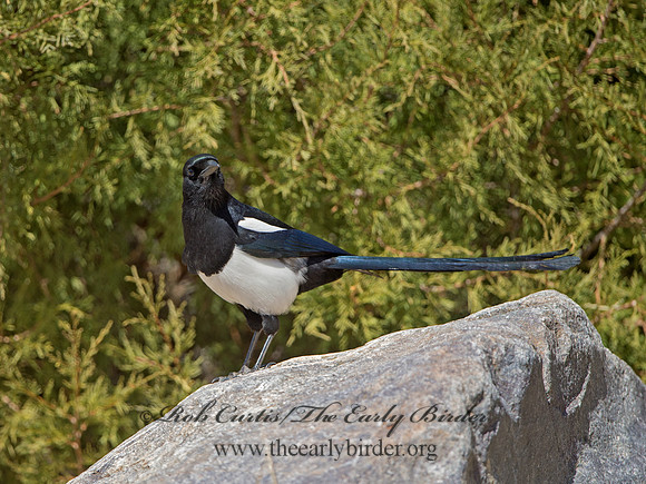 Pica hudsonia  BLACK-BILLED MAGPIE 9054660