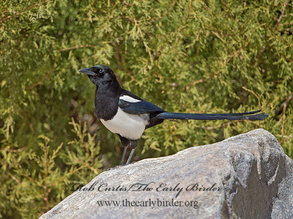 Pica hudsonia  BLACK-BILLED MAGPIE 9054661