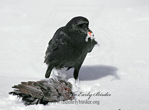 Corvus brachyrhynchos  AMERICAN CROW 100501