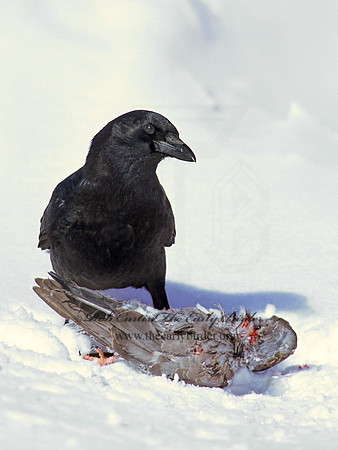 Corvus brachyrhynchos  AMERICAN CROW 100519