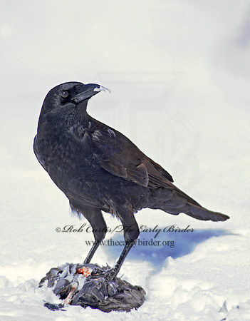 Corvus brachyrhynchos  AMERICAN CROW 100509