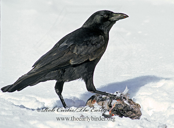 Corvus brachyrhynchos  AMERICAN CROW 100512