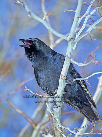 Corvus brachyrhynchos  AMERICAN CROW 100327