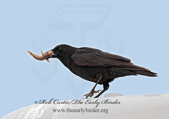 Corvus brachyrhynchos  AMERICAN CROW 3001864