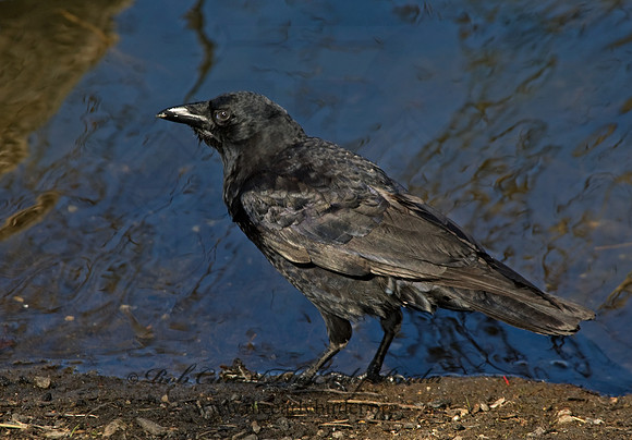 Corvus brachyrhynchos  AMERICAN CROW 5004981