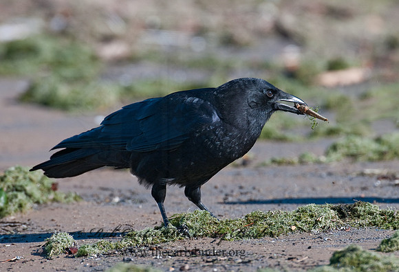 Corvus brachyrhynchos  AMERICAN CROW 3005062