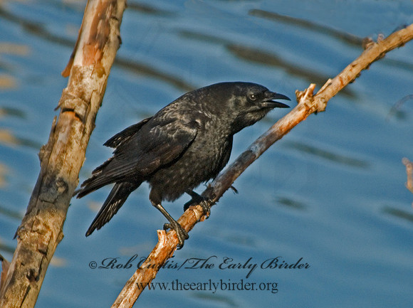 Corvus brachyrhynchos  AMERICAN CROW 6001827