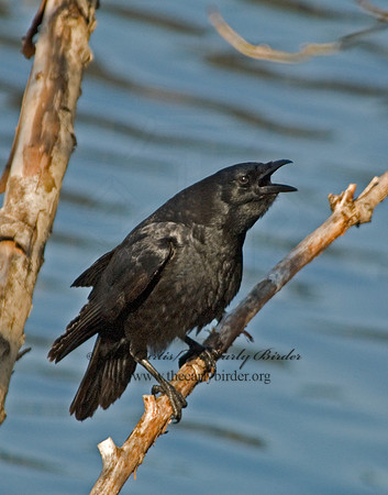 Corvus brachyrhynchos  AMERICAN CROW 6001831