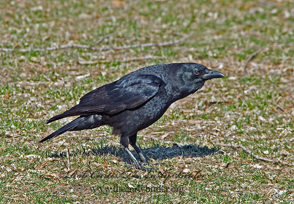 Corvus brachyrhynchos  AMERICAN CROW 6001843