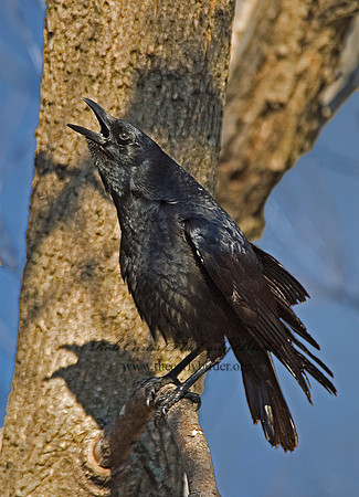 Corvus brachyrhynchos  AMERICAN CROW 6001836