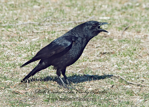 Corvus brachyrhynchos  AMERICAN CROW 6001844