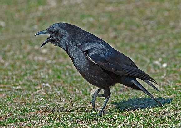 Corvus brachyrhynchos  AMERICAN CROW 6001846