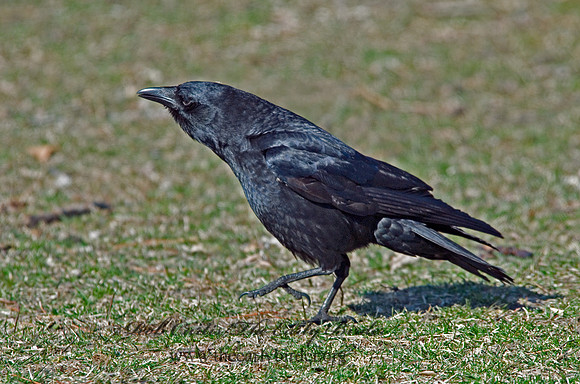Corvus brachyrhynchos  AMERICAN CROW 6001847