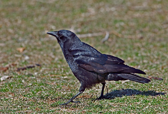 Corvus brachyrhynchos  AMERICAN CROW 6001848
