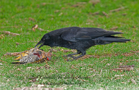 Corvus brachyrhynchos  AMERICAN CROW 6002825