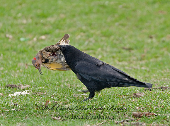Corvus brachyrhynchos  AMERICAN CROW 6002827