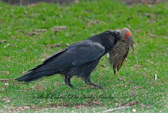 Corvus brachyrhynchos  AMERICAN CROW 6002826