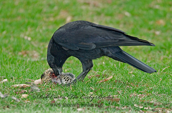 Corvus brachyrhynchos  AMERICAN CROW 6002829