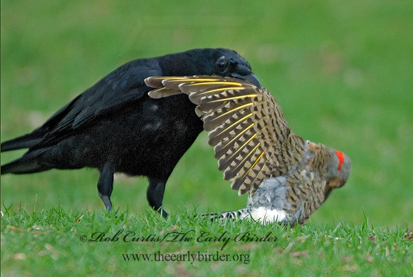 Corvus brachyrhynchos  AMERICAN CROW 6002831