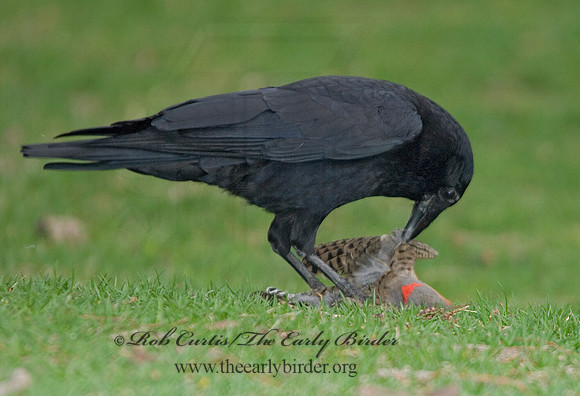 Corvus brachyrhynchos  AMERICAN CROW 6002834
