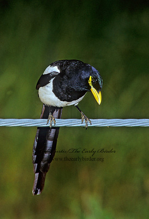 Pica nuttalli  YELLOW-BILLED MAGPIE 111715