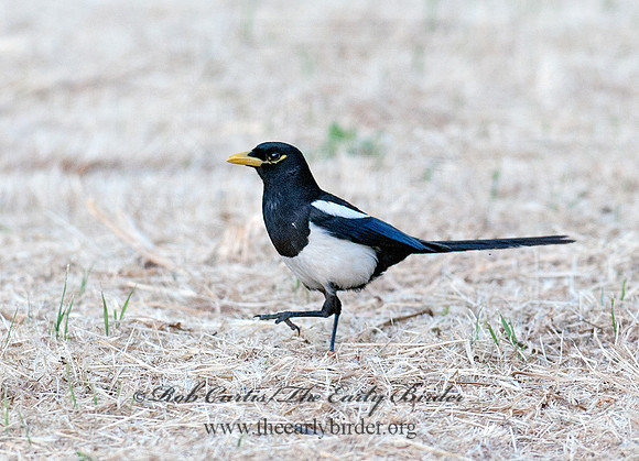 Pica nuttalli  YELLOW-BILLED MAGPIE 8036647
