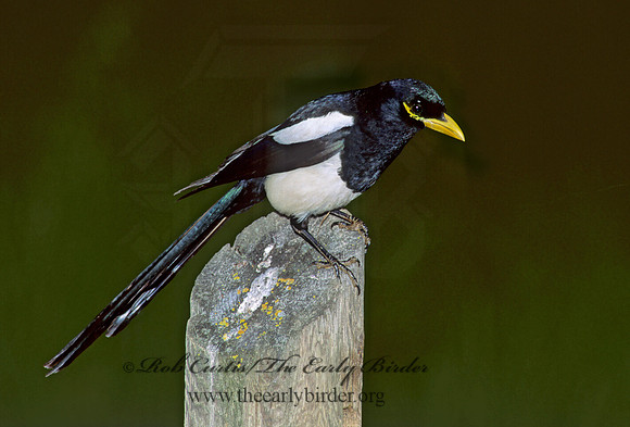 Pica nuttalli  YELLOW-BILLED MAGPIE 111634