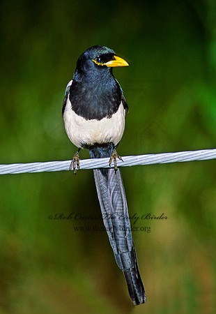 Pica nuttalli  YELLOW-BILLED MAGPIE 111610