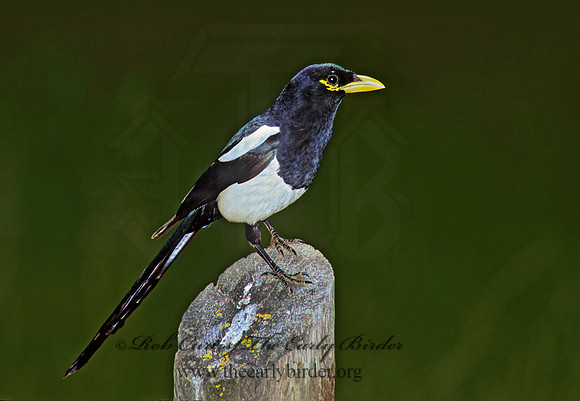 Pica nuttalli  YELLOW-BILLED MAGPIE 111713