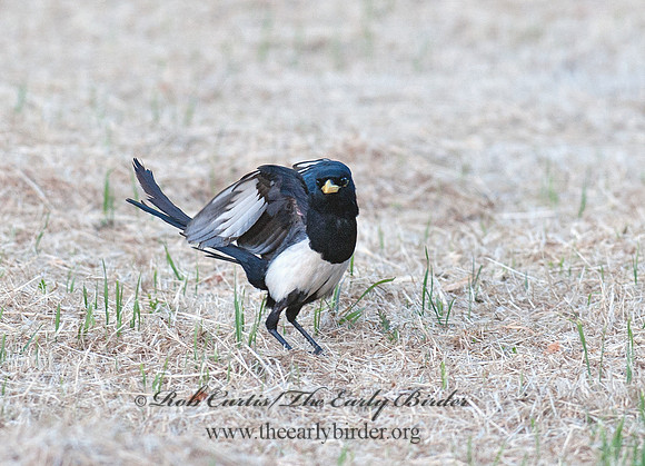 Pica nuttalli  YELLOW-BILLED MAGPIE 8036651