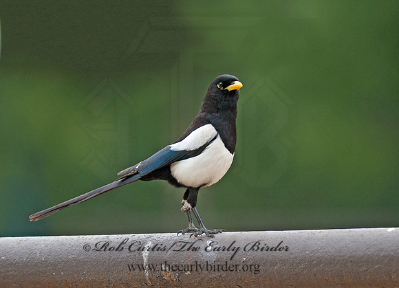 Pica nuttalli  YELLOW-BILLED MAGPIE 8036807