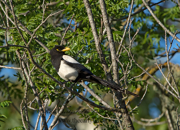 Pica nuttalli  YELLOW-BILLED MAGPIE 9057802