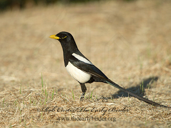Pica nuttalli  YELLOW-BILLED MAGPIE 9057811
