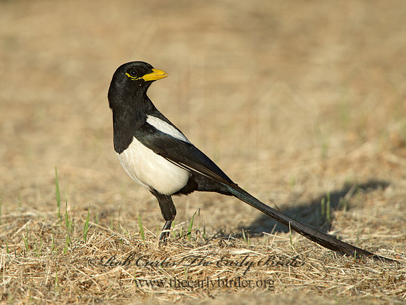 Pica nuttalli  YELLOW-BILLED MAGPIE 9057813