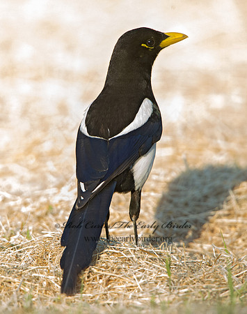 Pica nuttalli  YELLOW-BILLED MAGPIE 9057821